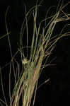 Cedar sedge